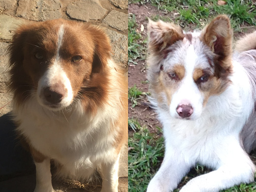 Border Collie Dogs