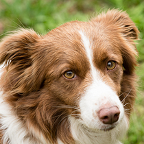 Border Collies